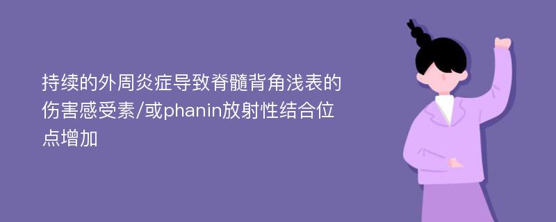 持續(xù)的外周炎癥導(dǎo)致脊髓背角淺表的傷害感受素/或phanin放射性結(jié)合位點增加