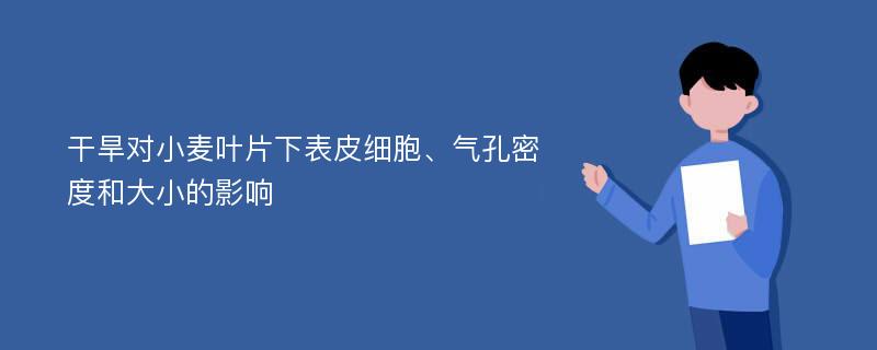 干旱對小麥葉片下表皮細(xì)胞、氣孔密度和大小的影響